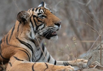 Obraz premium Closeup of a Bengal tiger resting in its natural habitat in a forest.
