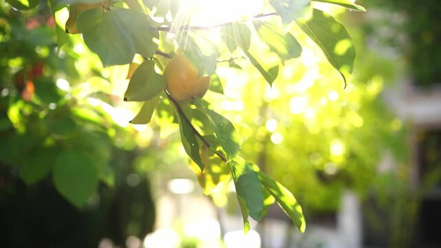 Yellow persimmon ripens on a tree branch among green foliage in sunshine. High quality 4k footage