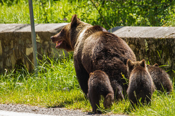 bear family in Romania