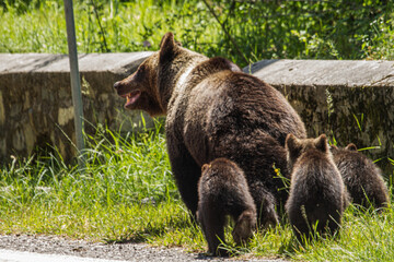 Mama Bear