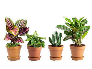 Fototapeta premium Assorted Potted Plants