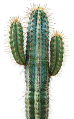 Naklejka premium Tall Green Cactus with Prominent Spines