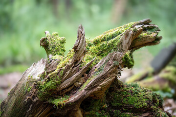 Old tree stump covered with moss in the forest.