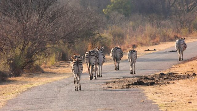 Group of zebra walking down the road with backsides to camera