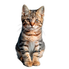 Fototapeta premium Cat isolated PNG | Cute cat | Kitty