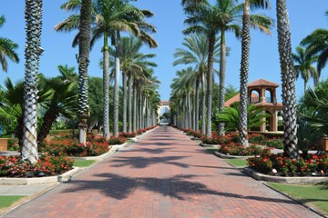 Fototapeta premium Palm lined pathway leading to a beautiful garden entrance showcasing a tropical and inviting scene