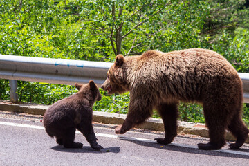 She-bear with cubs at the 