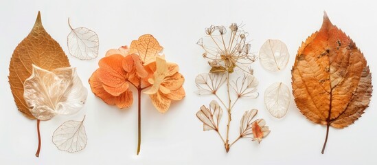 Natural Aesthetic Beauty of Dry Petals, Transparent Leaves, and Skeleton Flower Petals
