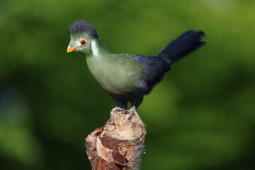 A White-cheeked Turaco perched on a tree trunk
