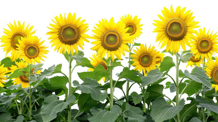 Obraz premium Field of Vibrant Yellow Sunflowers