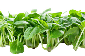 Obraz premium Close-Up of Green Sunflower Sprouts