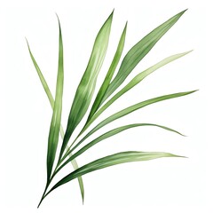 A watercolor illustration of long, narrow pandan leaves.
