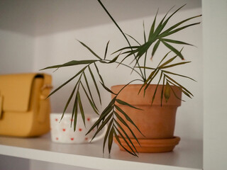 a pot of houseplants on a shelf. interior. comfort. order.