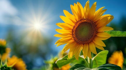 Obraz premium Bright Sunflower Blooming in a Sunny Garden During a Clear Summer Day