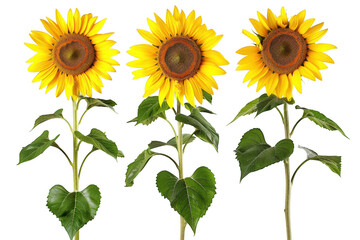 Three Yellow Sunflowers with Green Leaves