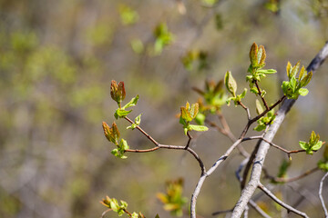 Young leaves sprouting from the bud on a tree branch in springtime. Concept of a new life