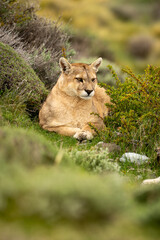 Puma lying in thick bushes turning head