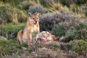 Puma sits among bushes with guanaco carcase
