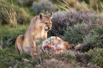 Puma sits amongst bushes with guanaco carcase