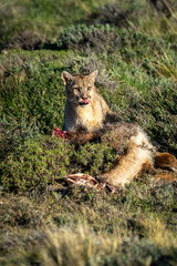 Puma sits beside guanaco carcase licking lips