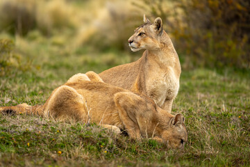 Puma sits beside another drinking from puddle