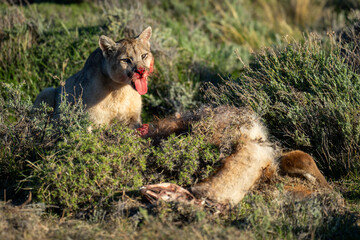 Puma sits beside kill sticking tongue out