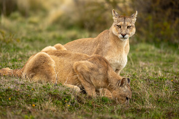 Puma sits by another drinking from pool