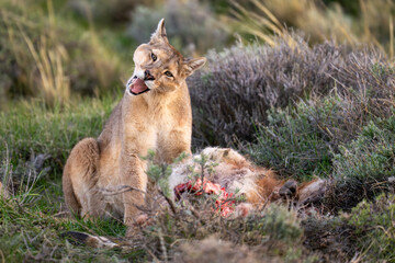 Puma sits by dead guanaco opening mouth
