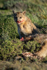 Puma sits beside guanaco with bloodied face