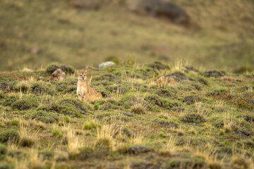 Puma sits in scrubland with van behind