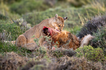 Puma sits eating guanaco carcase in bushes