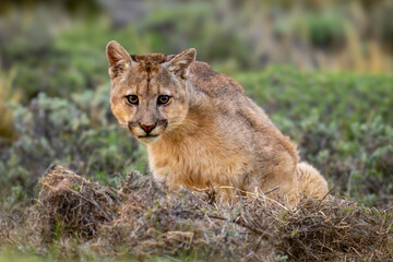 Puma sits in bushes staring at camera