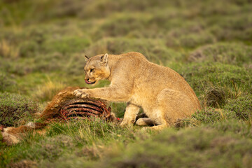 Puma sits licking lips and pawing kill