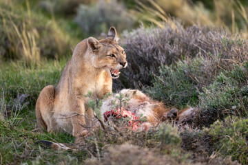 Puma sits between bushes with guanaco carcase