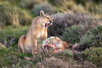 Puma sits opening mouth above guanaco carcase