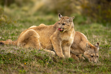 Puma sits licking lips while another drinks