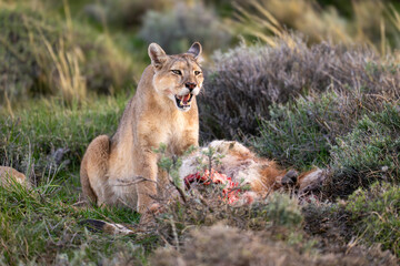 Fototapeta premium Puma sits opening mouth by dead guanaco