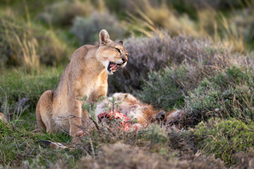 Puma sits opening mouth over guanaco carcase