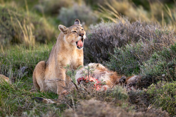 Puma sits opening mouth near dead guanaco