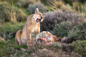 Puma sits opening mouth beside guanaco kill