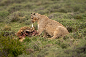 Puma sits pulling flesh from guanaco kill