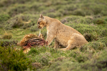 Puma sits pulling flesh from guanaco carcase