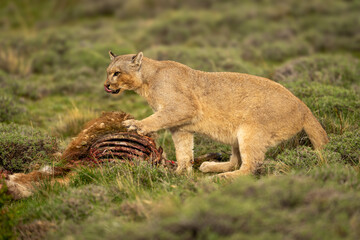 Puma sits pawing kill and licking lips