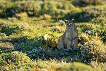 Fototapeta premium Puma sits scanning in shade of rock