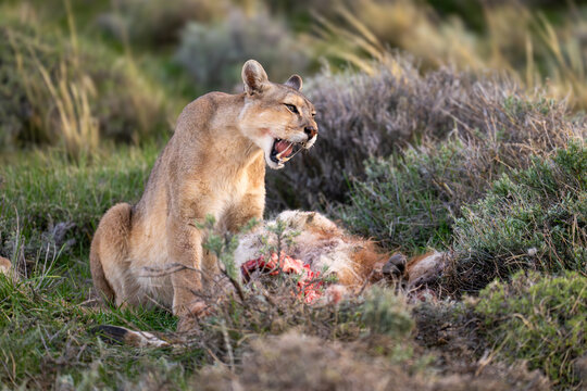 Puma sits opening mouth beside guanaco carcase