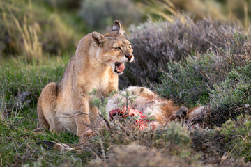 Puma sits yawning among bushes with kill