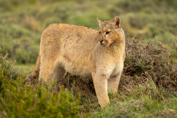 Obraz premium Puma stands beside kill hidden under grass
