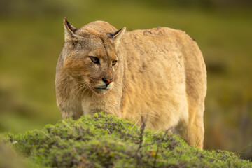 Puma stands behind green bush turning head