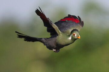 A White-cheeked Turaco in flight

