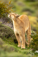 Puma stands among thick bushes sniffing air